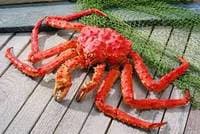 Red Norwegian King Crab